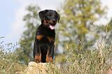 BEAUCERON - PUPPIES 115